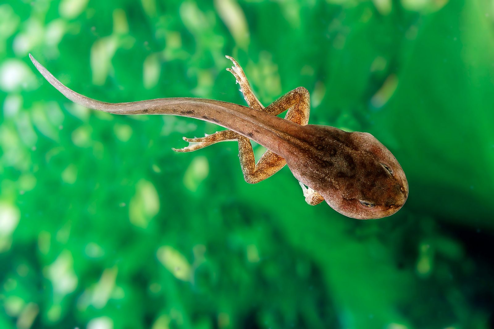 🦒 If You Score Less Than 10/15 on This Animal Quiz, You Need to Go Back to 4th Grade Tadpole Scaled