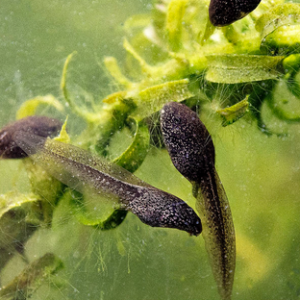 🧪 1 in 2 Adults Can’t Pass This Elementary School Science Test — Can You? Tadpoles