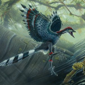Dinosaur Quiz Archaeopteryx