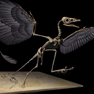 Dinosaur Quiz Ornithomimus