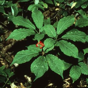 🌺 Only a Botanist Can Pass This Quiz on North American Plants — How Well Can You Do? American ginseng