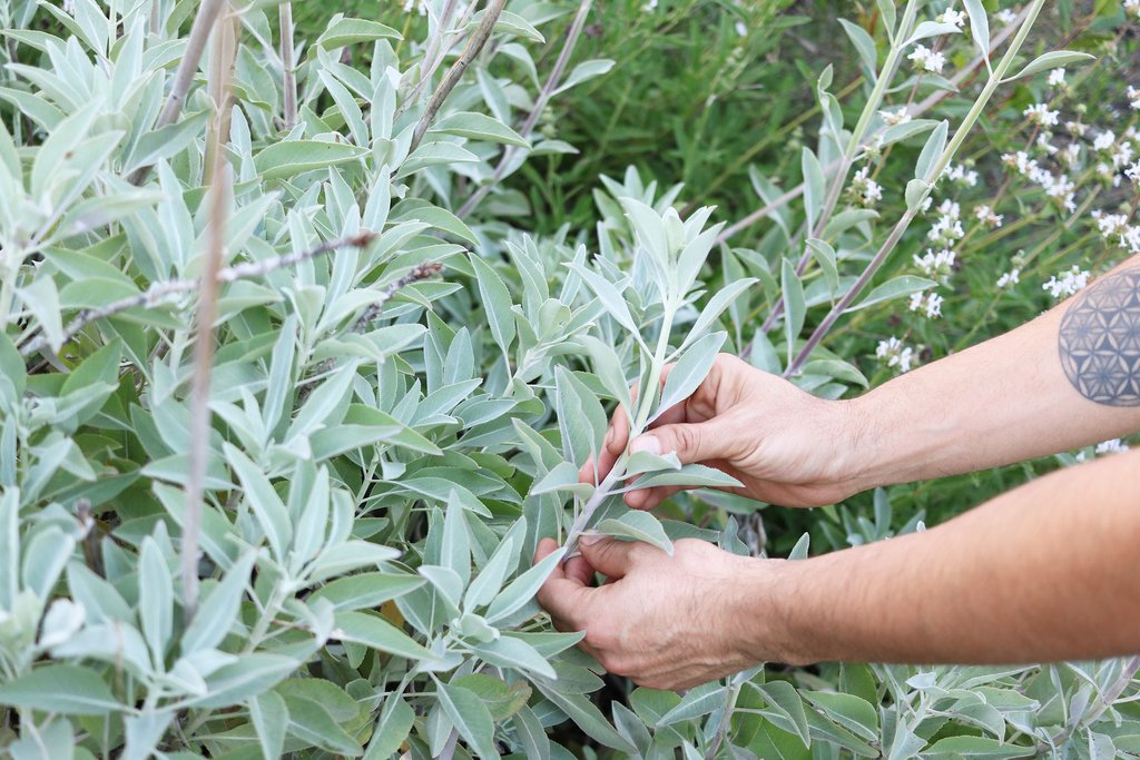 🌺 Only a Botanist Can Pass This Quiz on North American Plants — How Well Can You Do? White Sage