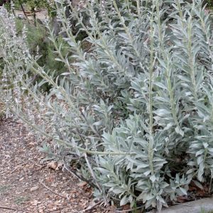 🌺 Only a Botanist Can Pass This Quiz on North American Plants — How Well Can You Do? Great Basin sagebrush