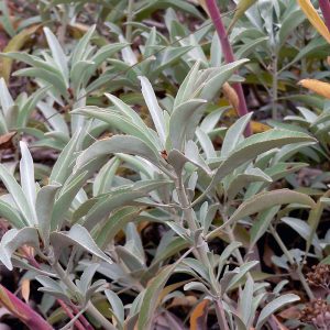 🌺 Only a Botanist Can Pass This Quiz on North American Plants — How Well Can You Do? White sage