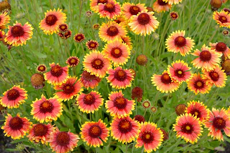 🌺 Only a Botanist Can Pass This Quiz on North American Plants — How Well Can You Do? Gaillardia