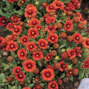 🌺 Only a Botanist Can Pass This Quiz on North American Plants — How Well Can You Do? Gaillardia
