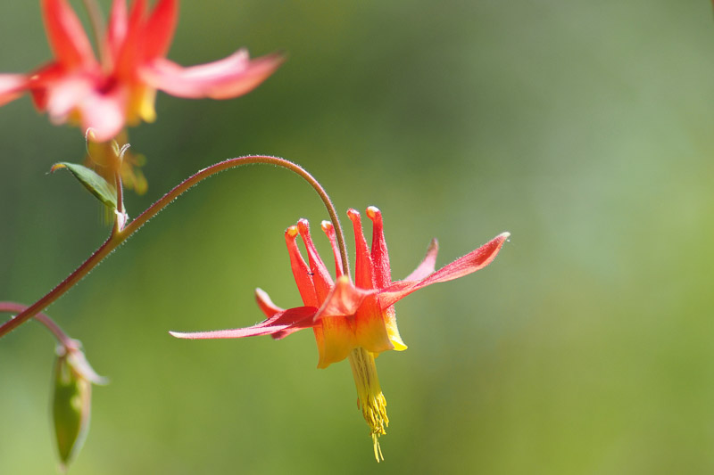 🌺 Only a Botanist Can Pass This Quiz on North American Plants — How Well Can You Do? Wild Columbine