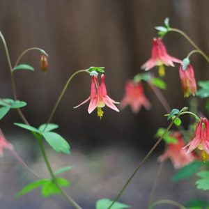 🌺 Only a Botanist Can Pass This Quiz on North American Plants — How Well Can You Do? Zinnia