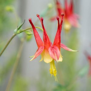 🌺 Only a Botanist Can Pass This Quiz on North American Plants — How Well Can You Do? Cardinal flower