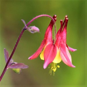 🌺 Only a Botanist Can Pass This Quiz on North American Plants — How Well Can You Do? Beebalm