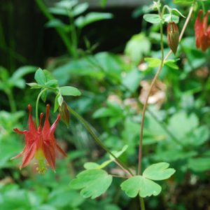 🌺 Only a Botanist Can Pass This Quiz on North American Plants — How Well Can You Do? Wild Columbine