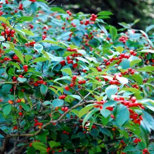 🌺 Only a Botanist Can Pass This Quiz on North American Plants — How Well Can You Do? Pokeweed berries