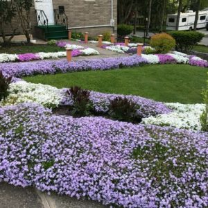 🌺 Only a Botanist Can Pass This Quiz on North American Plants — How Well Can You Do? Creeping phlox