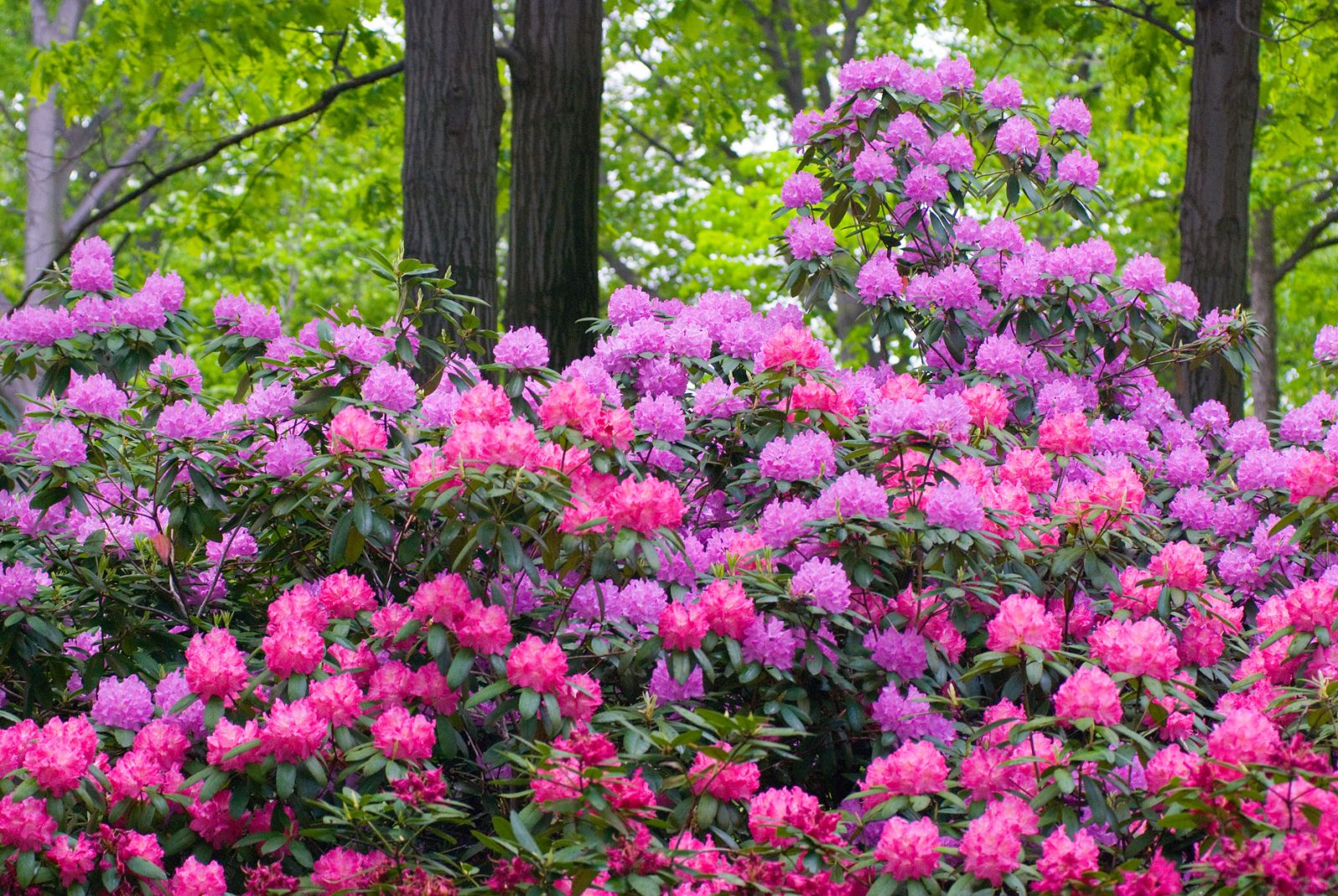 🌺 Only a Botanist Can Pass This Quiz on North American Plants — How Well Can You Do? Pink Purple Rhododendron 7d131722