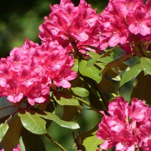 🌺 Only a Botanist Can Pass This Quiz on North American Plants — How Well Can You Do? Rhododendron