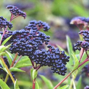 What Fast Food Item Matches Your Personality? Quiz Elderberry