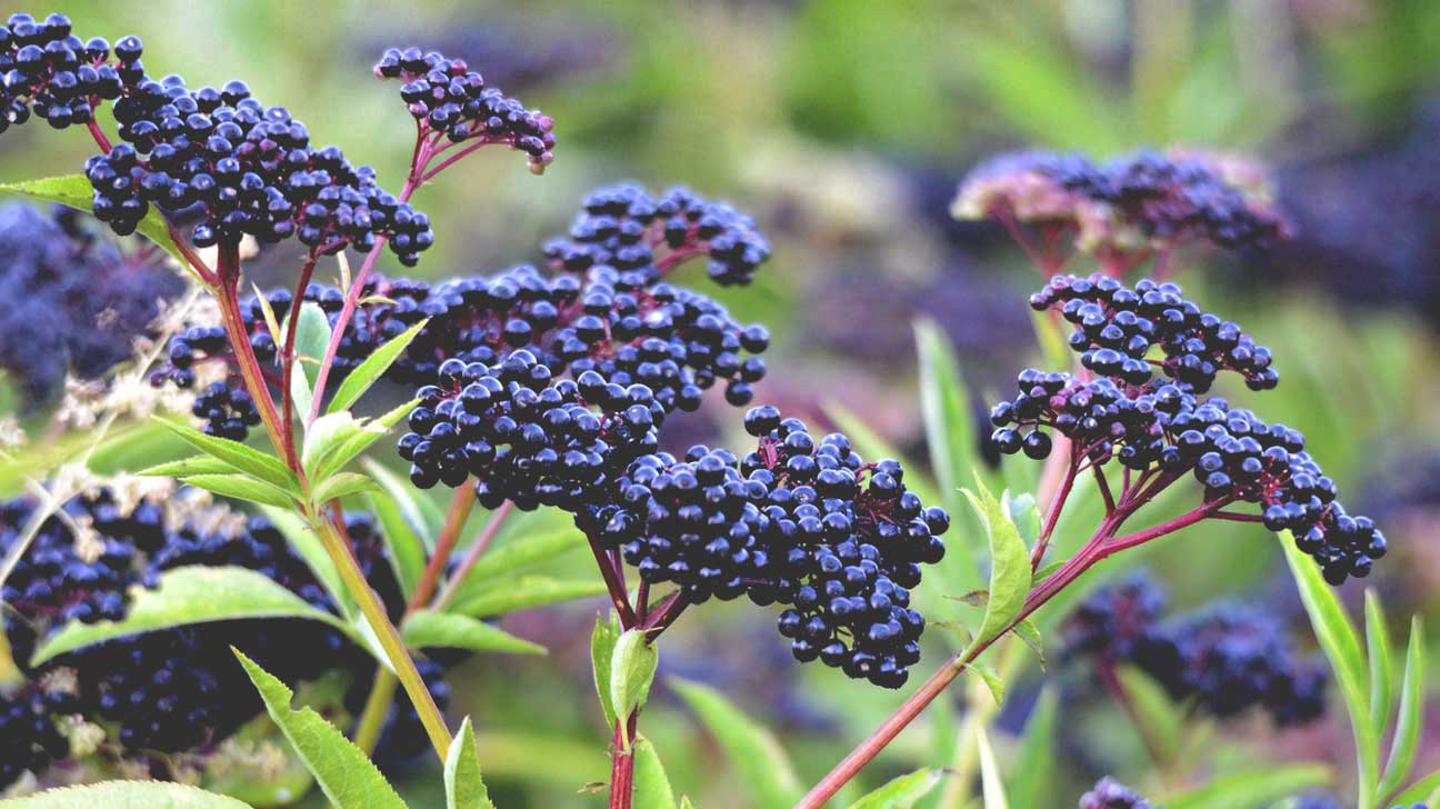 🌺 Only a Botanist Can Pass This Quiz on North American Plants — How Well Can You Do? Elderberry Plant And Berries 1296x728
