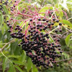 🌺 Only a Botanist Can Pass This Quiz on North American Plants — How Well Can You Do? Cloudberries