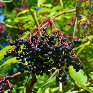 🌺 Only a Botanist Can Pass This Quiz on North American Plants — How Well Can You Do? Elderberries