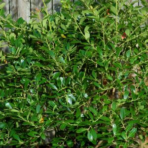 Summer Trivia Quiz! Can You Handle The Heat? 😎🔥 Shrub