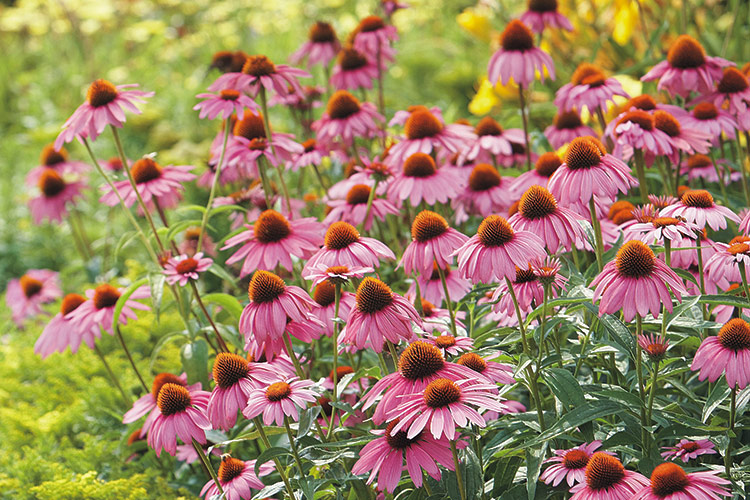 🌺 Only a Botanist Can Pass This Quiz on North American Plants — How Well Can You Do? Grow Your Best Coneflowers Magnus Lead