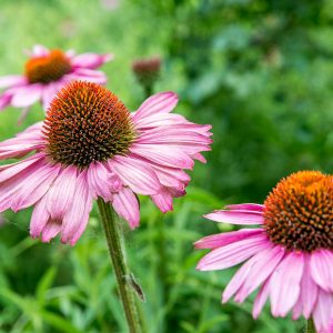 🌺 Only a Botanist Can Pass This Quiz on North American Plants — How Well Can You Do? Wintergreen