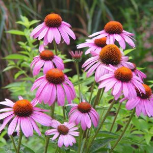 🌺 Only a Botanist Can Pass This Quiz on North American Plants — How Well Can You Do? Lobelia