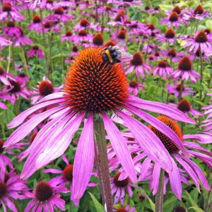 🌺 Only a Botanist Can Pass This Quiz on North American Plants — How Well Can You Do? Coneflower