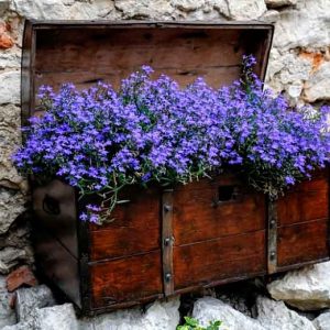 🌺 Only a Botanist Can Pass This Quiz on North American Plants — How Well Can You Do? Lobelia