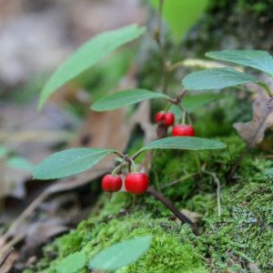 🌺 Only a Botanist Can Pass This Quiz on North American Plants — How Well Can You Do? Bergenia