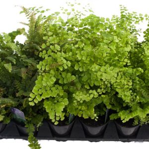 🌺 Only a Botanist Can Pass This Quiz on North American Plants — How Well Can You Do? Maidenhair fern