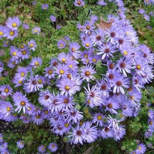 🌺 Only a Botanist Can Pass This Quiz on North American Plants — How Well Can You Do? Verbena bonariensis