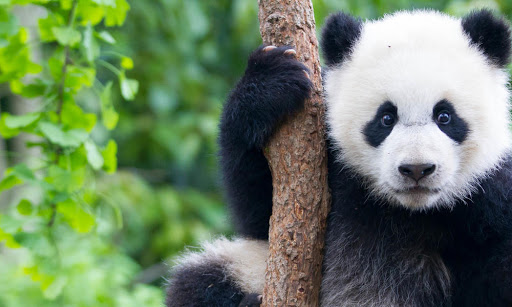 🦒 If You Score Less Than 10/15 on This Animal Quiz, You Need to Go Back to 4th Grade Giant Panda
