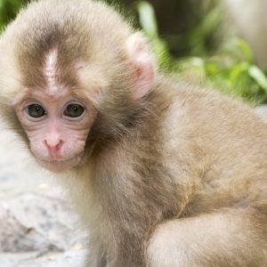 Can You Pass This “Jeopardy!” Trivia Quiz About Animals? What are monkeys?