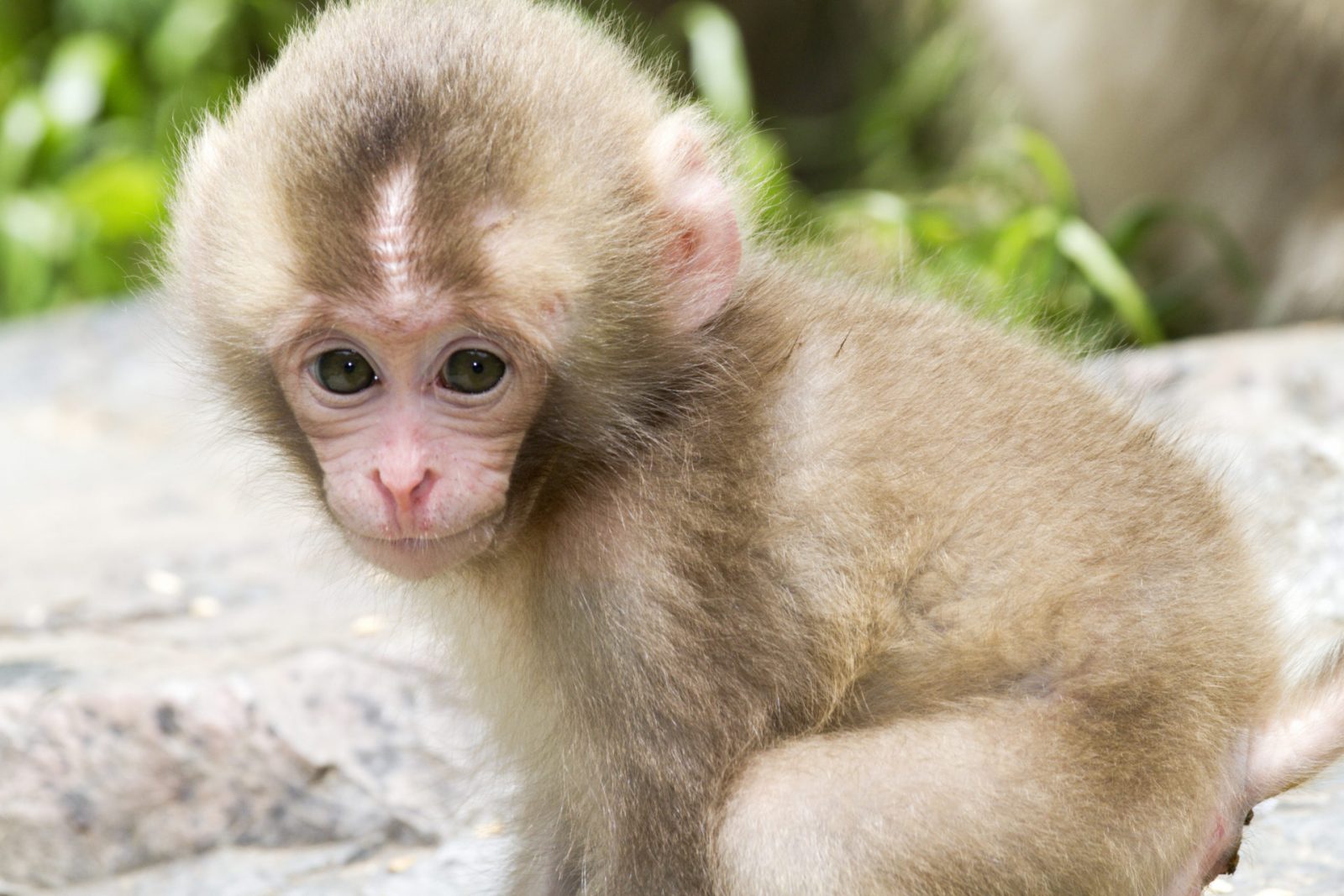 Even Wildlife Experts Can't Get Perfect Score on This Animal Quiz — Can You? Baby Monkey