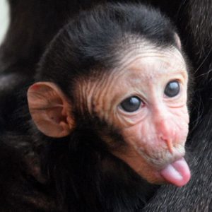 Whenever Someone Tells Me They Know a Lot About Everything, I Ask Them to Take This Quiz Macaque