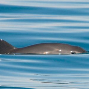 🦘 Even Wildlife Experts Can’t Get a Perfect Score on This Animal Quiz — Can You? Vaquita