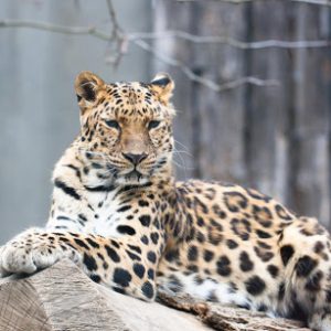 🦘 Even Wildlife Experts Can’t Get a Perfect Score on This Animal Quiz — Can You? Amur leopard