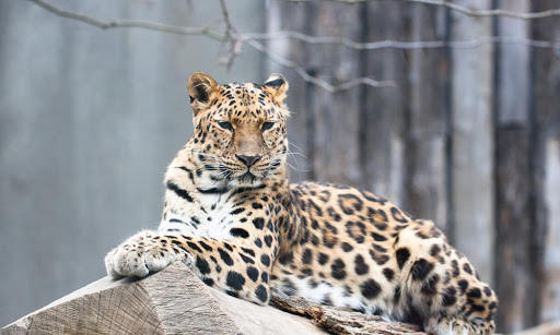 💬 Can You *Actually* Get More Than 15 on This 20-Question Quiz About Common Idioms and Sayings? Amur Leopard