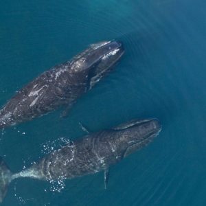 🦘 Even Wildlife Experts Can’t Get a Perfect Score on This Animal Quiz — Can You? Bowhead whale