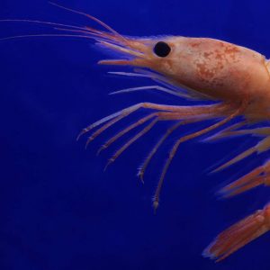 🦘 Even Wildlife Experts Can’t Get a Perfect Score on This Animal Quiz — Can You? Shrimp