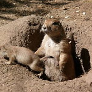 🦘 Even Wildlife Experts Can’t Get a Perfect Score on This Animal Quiz — Can You? Burrowed holes