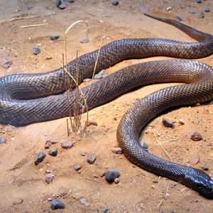 Passing This Animal Kingdom Quiz Is the Only Proof You Need to Show You’re the Smart Friend Inland taipan