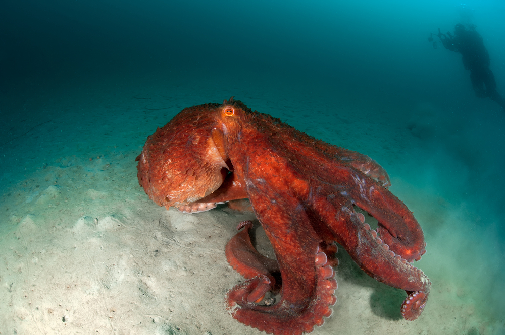 Can You Match These Animals With Their Natural Food Source? giant Pacific octopus