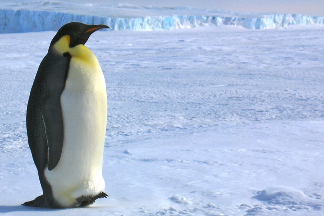 Colossus Penguin