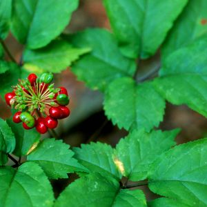 🌺 Only a Botanist Can Pass This Quiz on North American Plants — How Well Can You Do? Virginia creeper