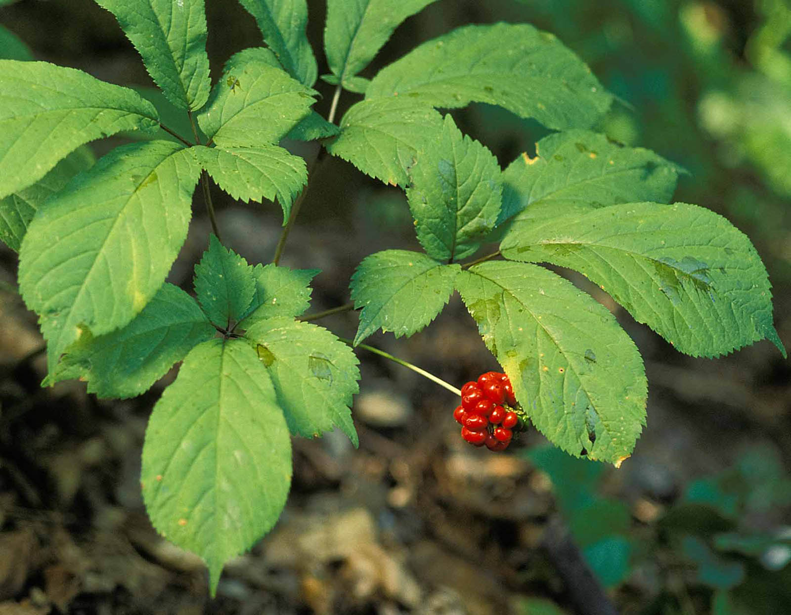 🌺 Only a Botanist Can Pass This Quiz on North American Plants — How Well Can You Do? American Ginseng Berries