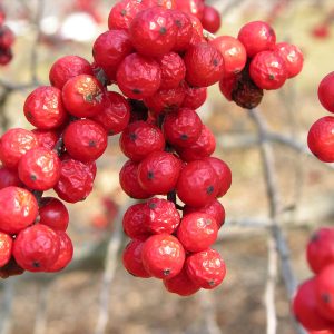 🌺 Only a Botanist Can Pass This Quiz on North American Plants — How Well Can You Do? Redcurrants