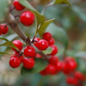 🌺 Only a Botanist Can Pass This Quiz on North American Plants — How Well Can You Do? Winterberries