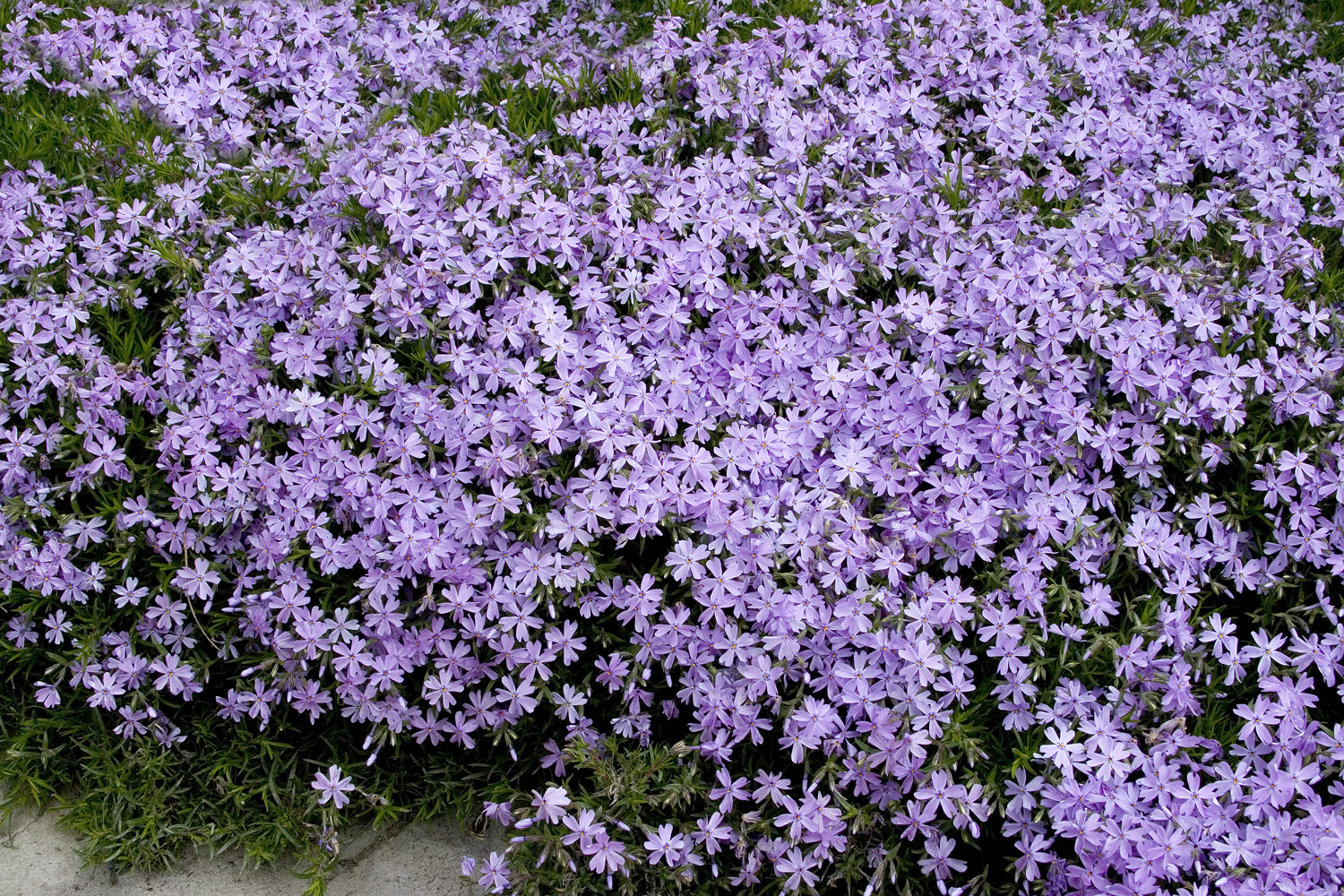 🌺 Only a Botanist Can Pass This Quiz on North American Plants — How Well Can You Do? Emerald Blue Creeping Phlox Subulata, At Visalia Ca Usa